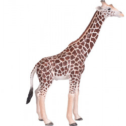 GIRAFFE MALE